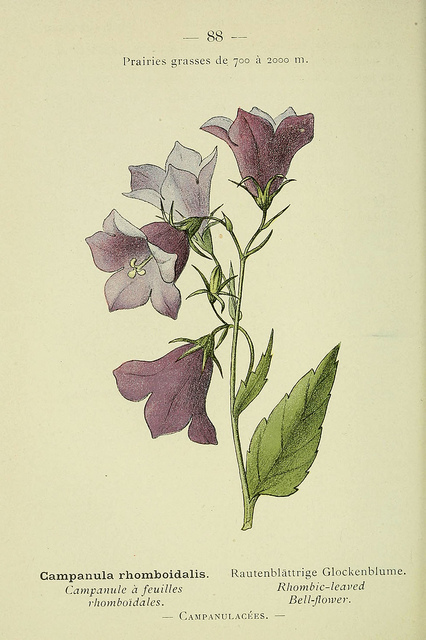 Campanule à feuilles en losange