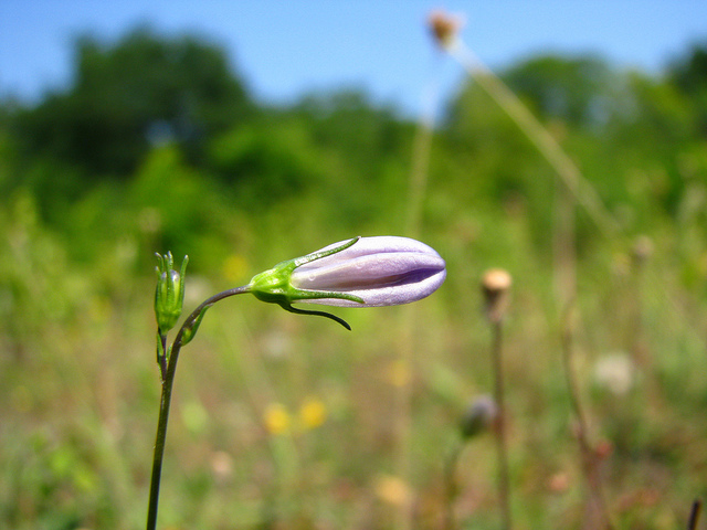 Campanule à feuilles rondes (Campanula rotundifolia)