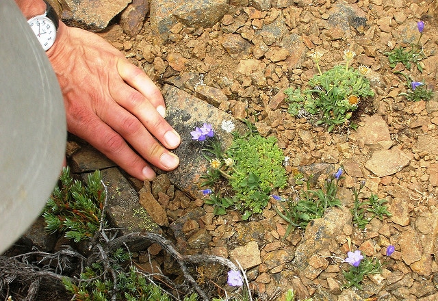 Campanula scabrella