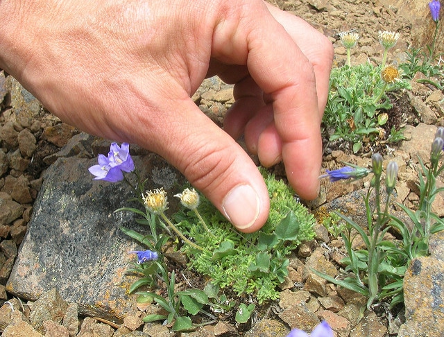 Campanula scabrella