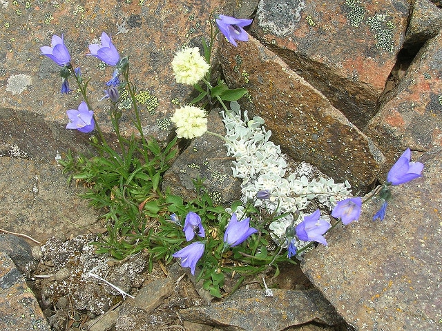 Campanula scabrella