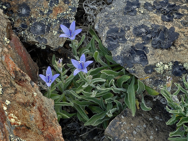 Campanula scabrella