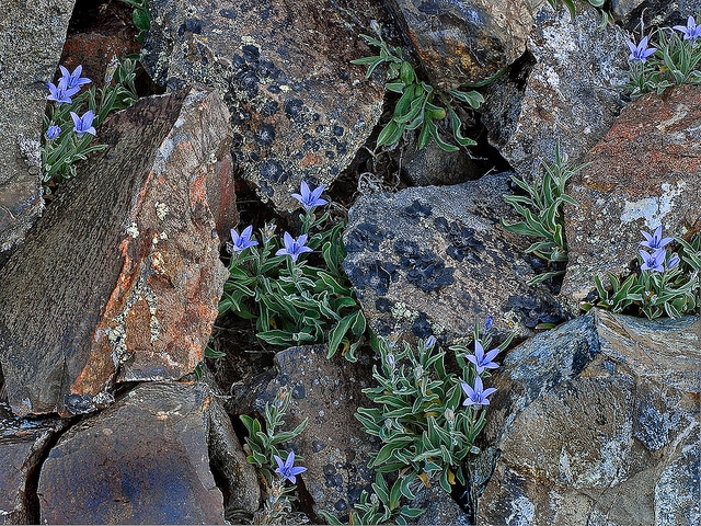 Campanula scabrella (Campanula scabrella)