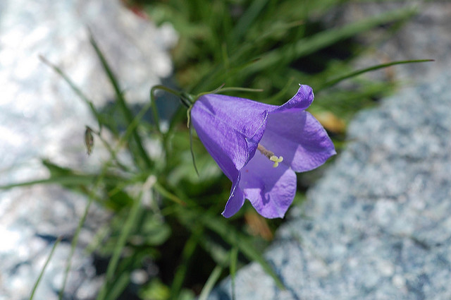 Campanule de scheuchzer