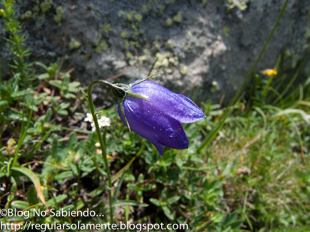 Campanule de scheuchzer