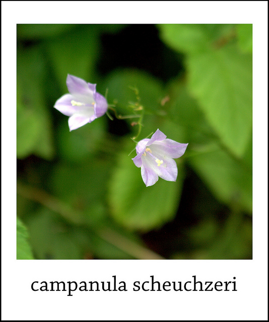 Campanule de scheuchzer