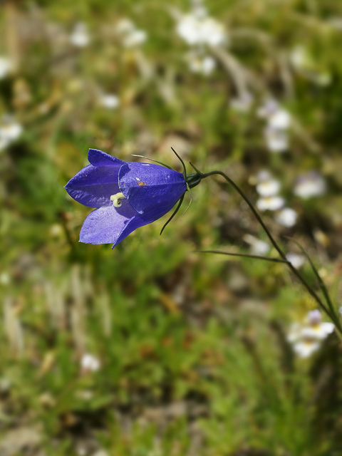 Campanule de scheuchzer