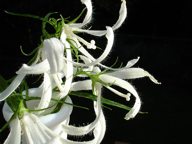 Campanule takesimana