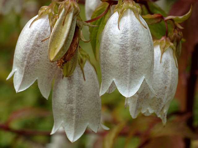 Campanule takesimana