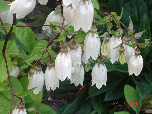 Campanule takesimana