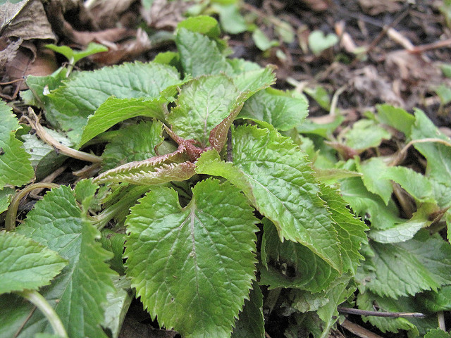 Campanule takesimana