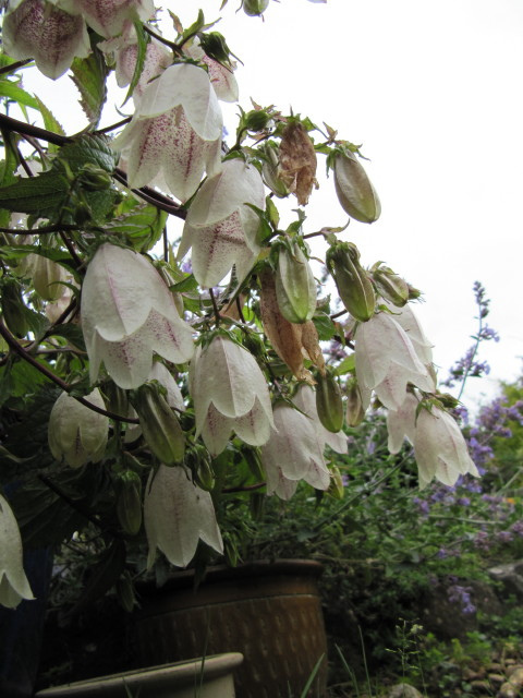 Campanule takesimana