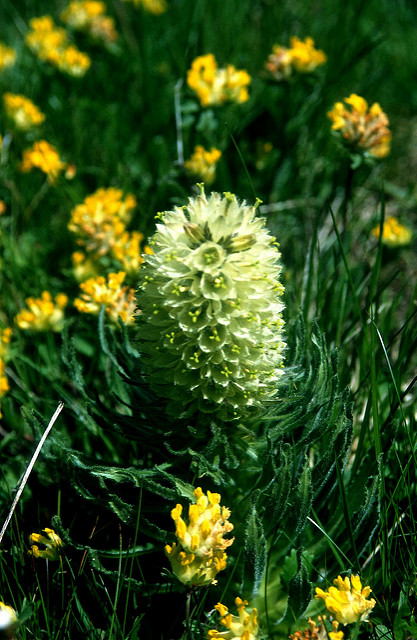 Campanule en thyrse (Campanula thyrsoides)