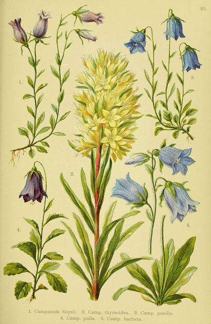 Campanule en thyrse