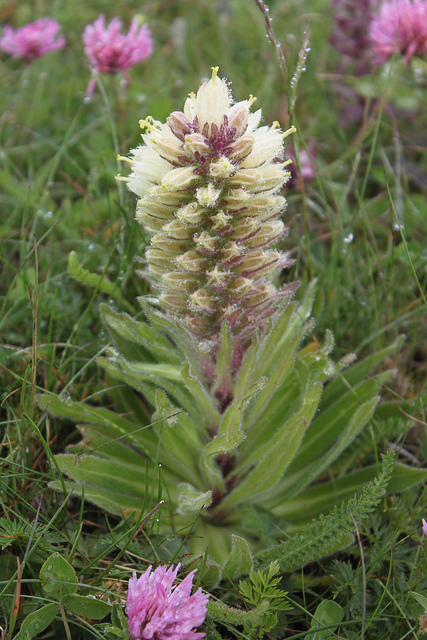 Campanule en thyrse