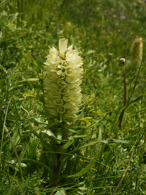 Campanule en thyrse
