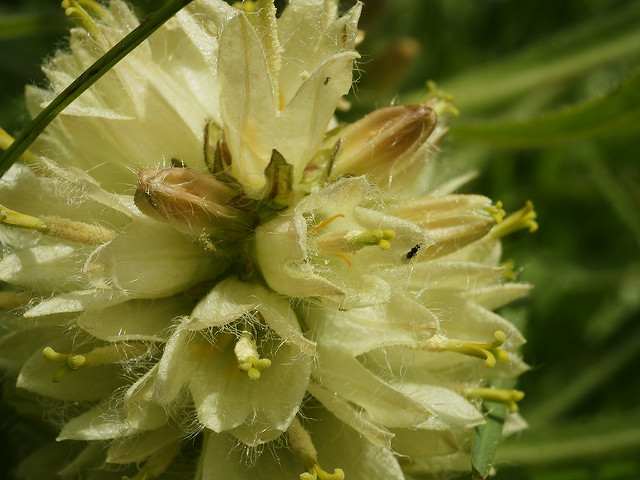 Campanule en thyrse