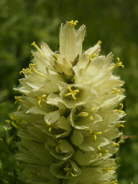 Campanule en thyrse