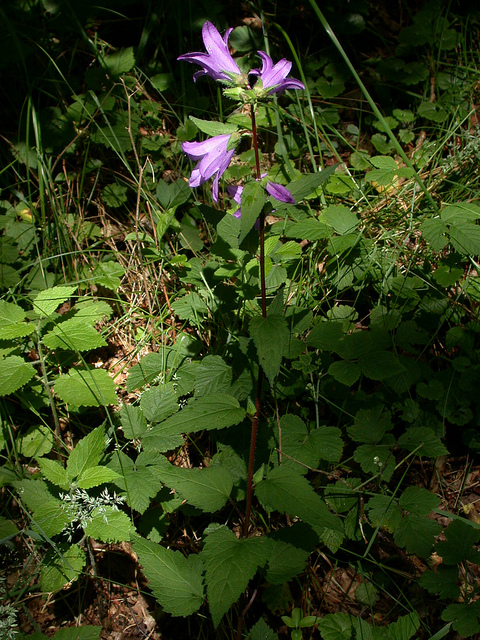 Campanule gantelée