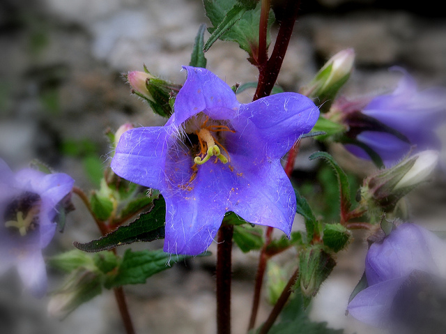 Campanule gantelée