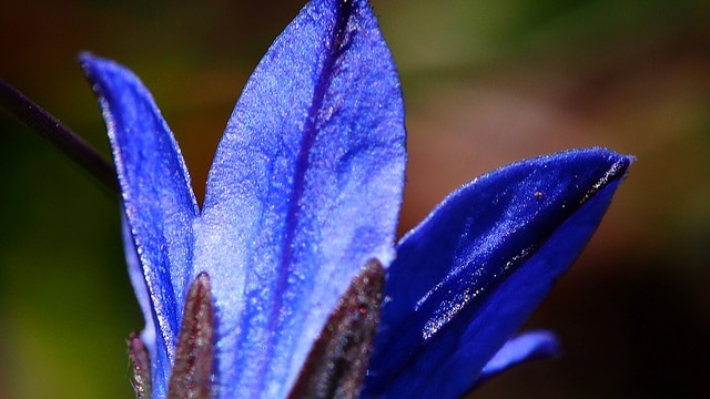 Campanula uniflora