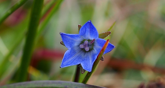 Campanula uniflora