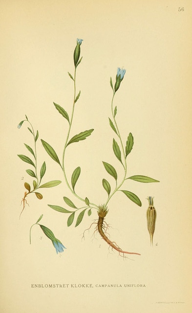 Campanula uniflora