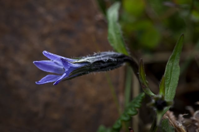 Campanula uniflora