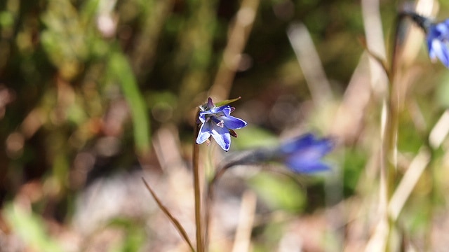 Campanula uniflora