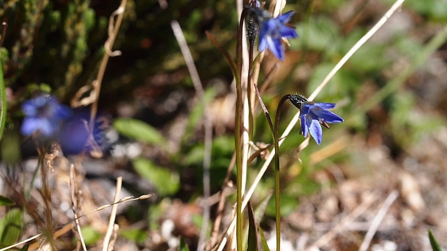 Campanula uniflora (Campanula uniflora)