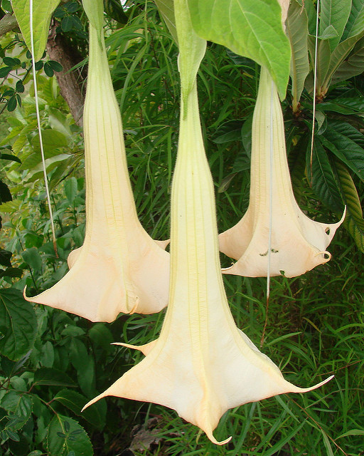 Campanula versicolor