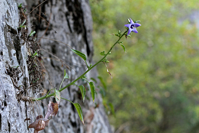 Campanula versicolor (Campanula versicolor)