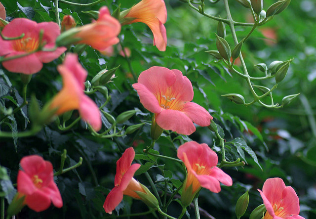 Bignone de chine (Campsis grandiflora)