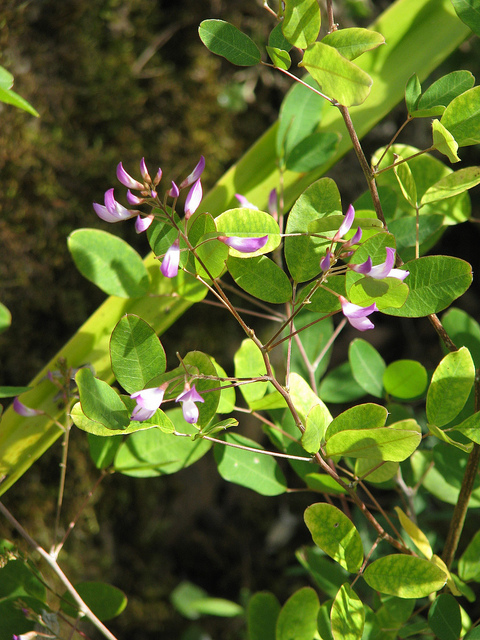 Campylotropis macrocarpa