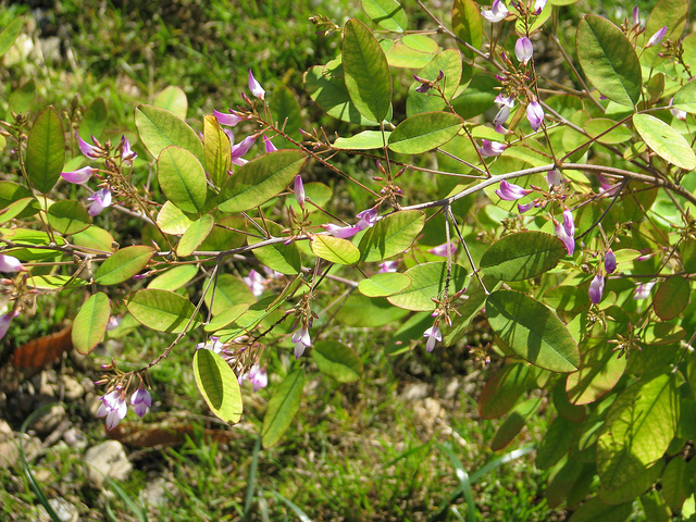 Campylotropis macrocarpa