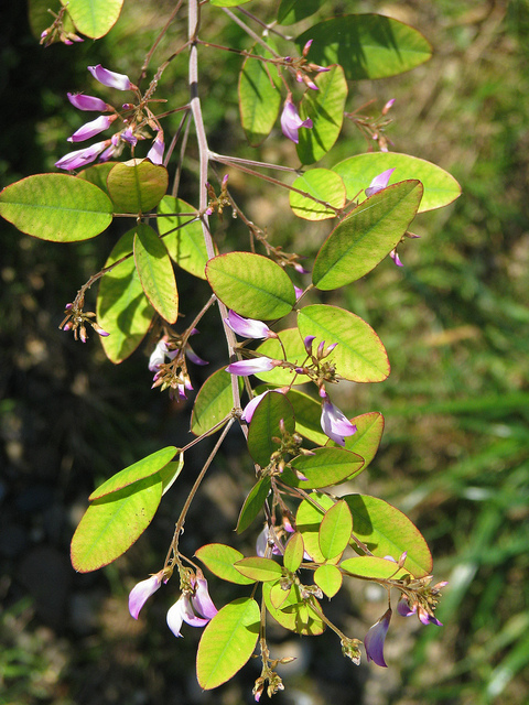 Campylotropis macrocarpa