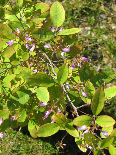 Campylotropis macrocarpa
