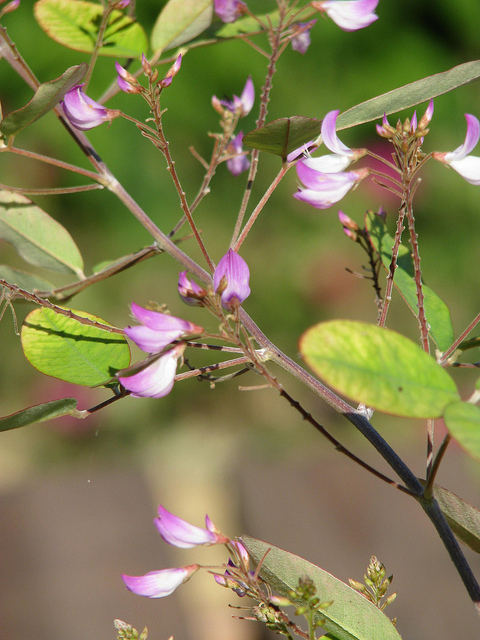 Campylotropis macrocarpa