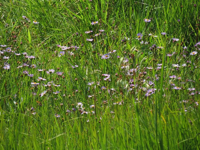 Canadanthus modestus (Canadanthus modestus)