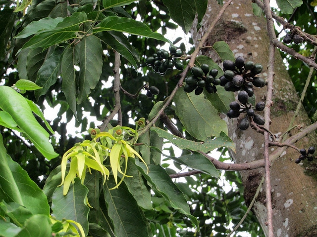 Ilang-ilang