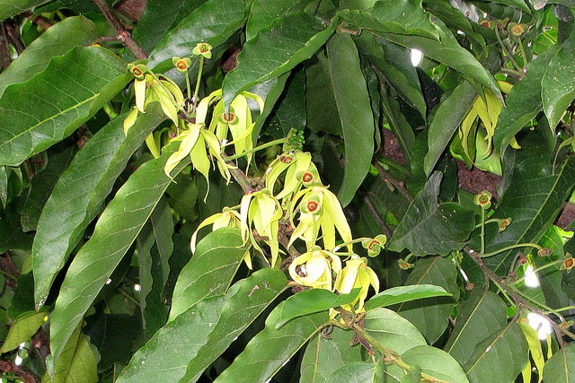 Ilang-ilang