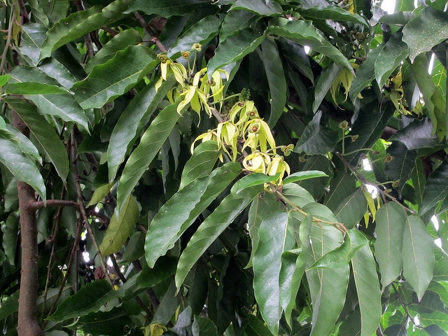 Ilang-ilang (Cananga odorata)