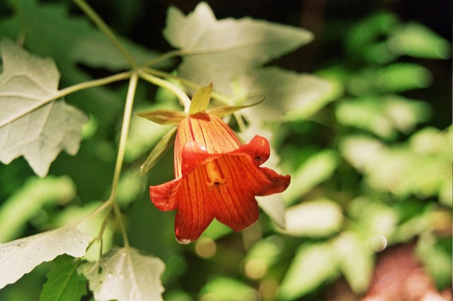 Canarina canariensis