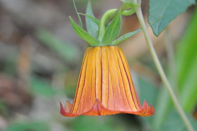 Canarina canariensis
