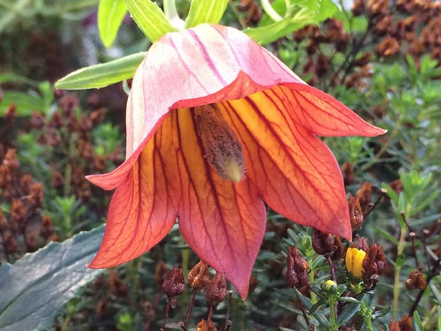 Canarina canariensis