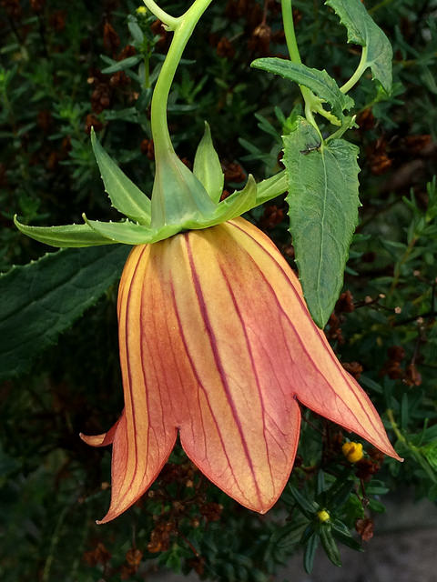 Canarina canariensis