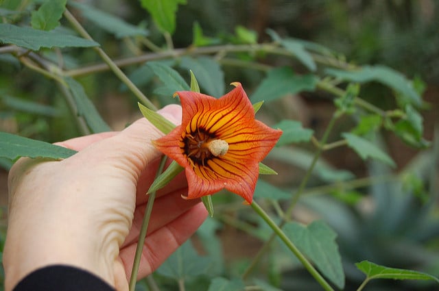 Canarina canariensis