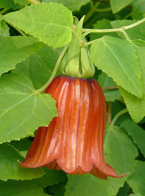 Canarina canariensis