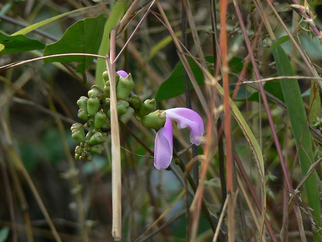 Pois sabre blanc