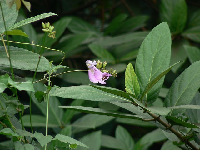 Pois sabre blanc